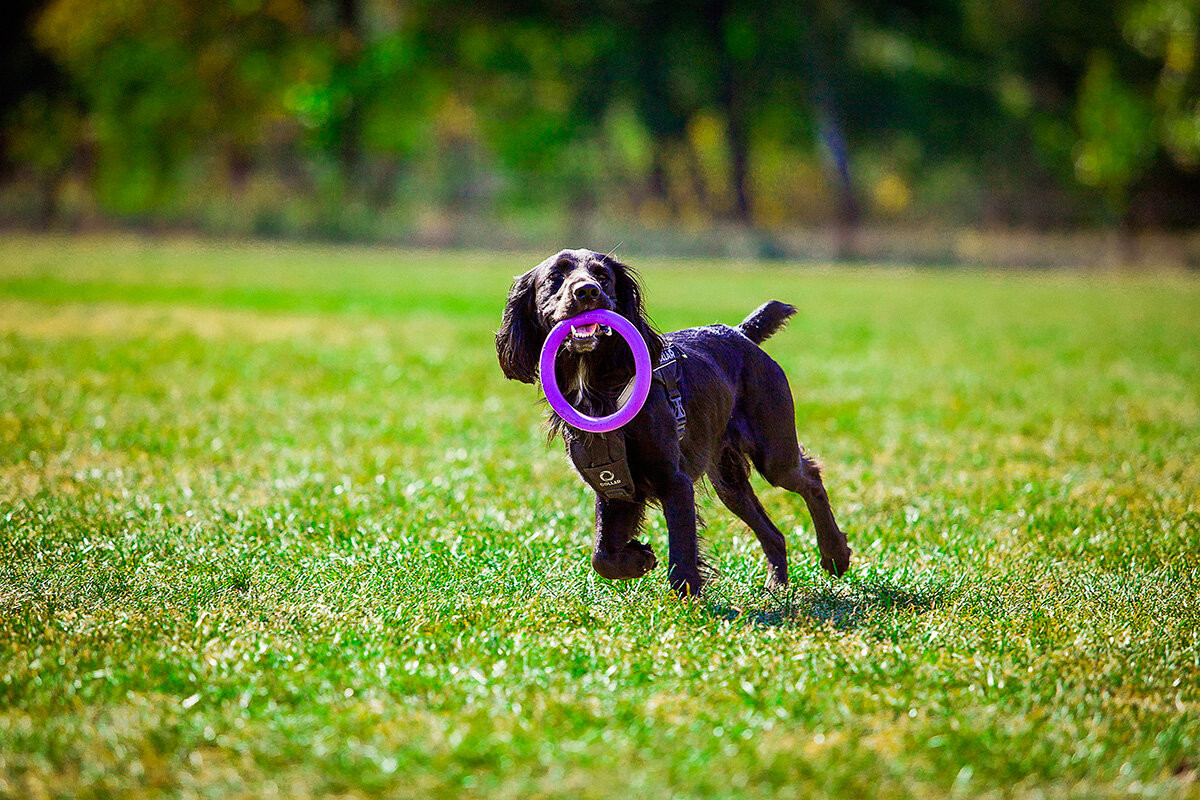 PULLER Midi 20 cm - Dog fitness tool for medium and small breeds