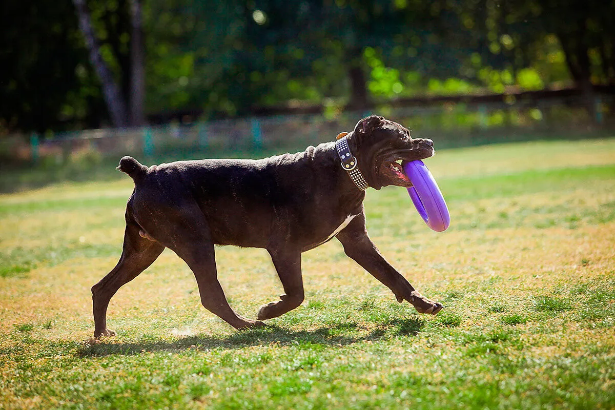 PULLER Maxi 30 cm- Dog fitness tool for large and medium breeds