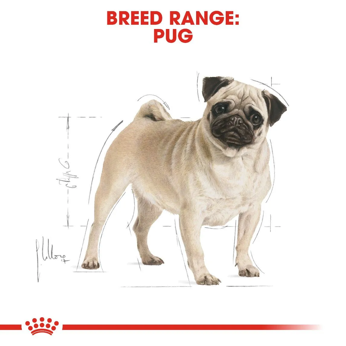 Royal Canin Pug adult 1.5 kg