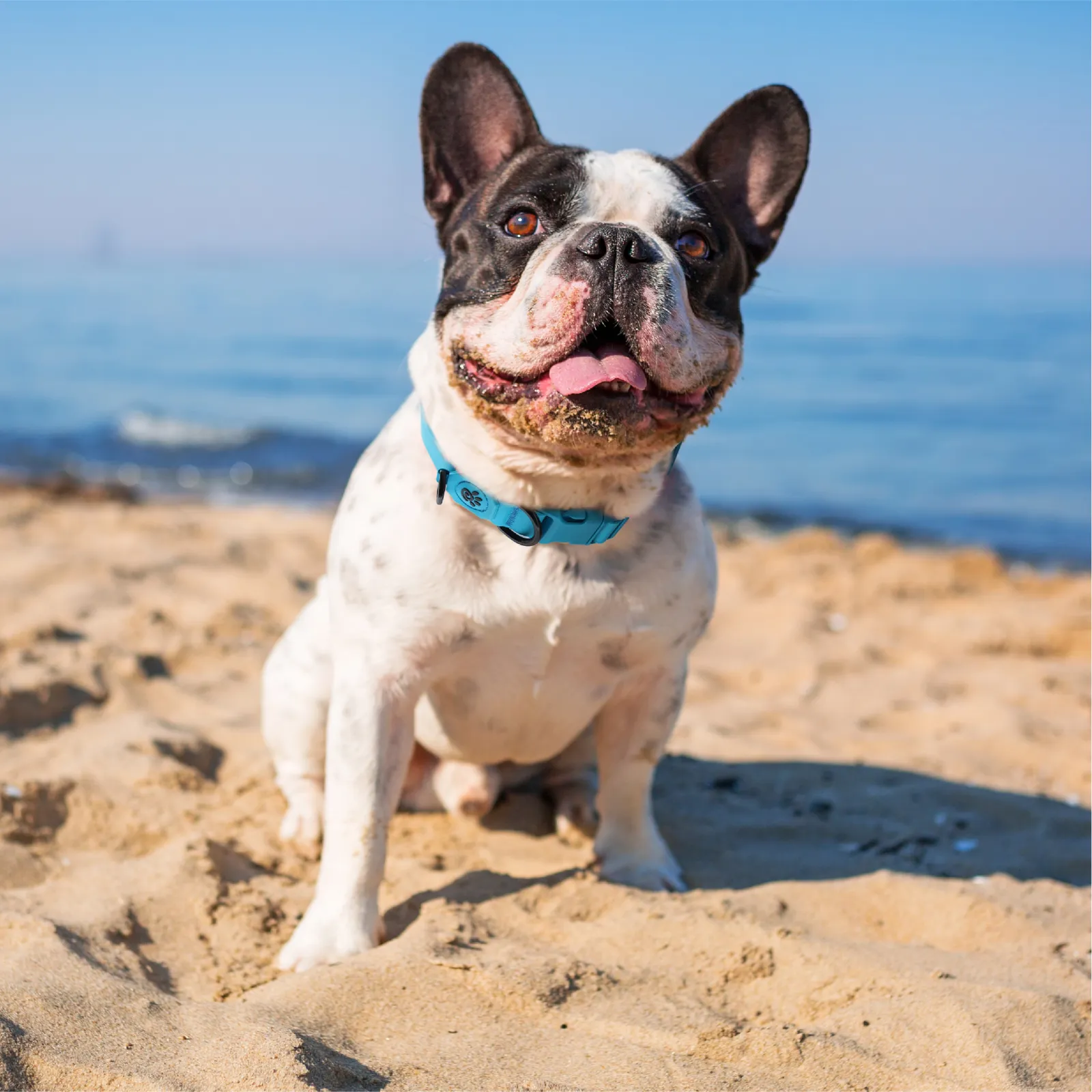 DOCO Jelly Bean Collar - DWW002