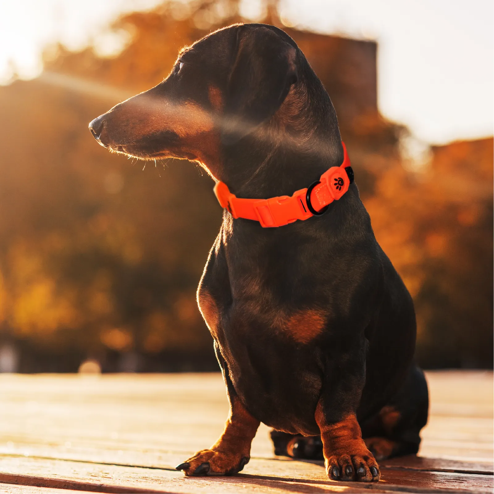 DOCO Jelly Bean Collar - DWW002